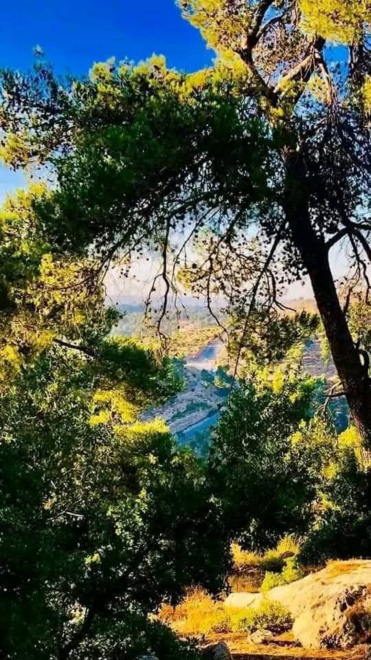 يافا | موسوعة القرى الفلسطينية